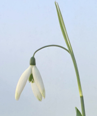 Galanthus 'Fly Fishing'