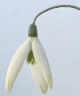 Galanthus 'Fly Fishing'