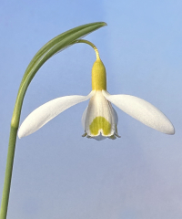 Galanthus 'Dryad Gold Sovereign'