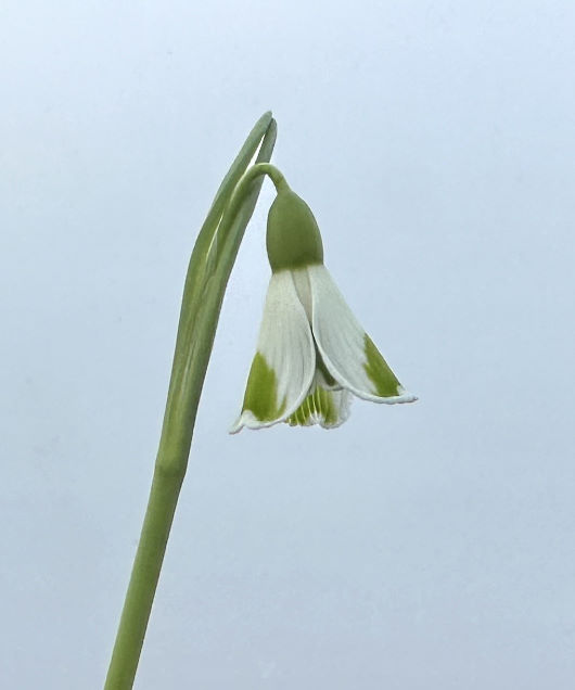 Galanthus plicatus 'Greengage'
