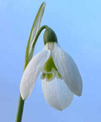 Galanthus elwesii 'Hollis'