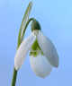 Galanthus elwesii 'Hollis