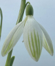 Galanthus hybrid 'Kildare'