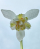 Galanthus nivalis 'Lady Elphinstone'