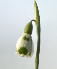 Galanthus hybrid 'Lucy'