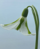 Galanthus hybrid 'Philippe André Meyer'