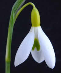 Galanthus 'Rainbow Golden Dart'