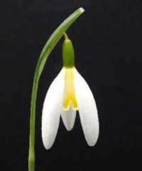 Galanthus 'Rainbow Golden Girl'