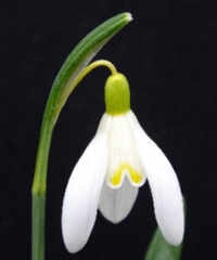 Galanthus 'Rainbow Goldtop'