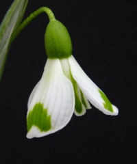 Galanthus 'Rainbow Incense'