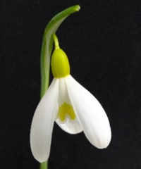 Galanthus plicatus 'Rainbow Pot of Gold'