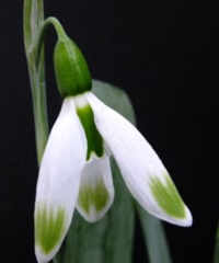 Galanthus elwesii 'Rainbow Selene'