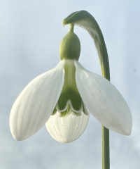 Galanthus 'Rainbow Snow Moon'