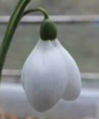 Galanthus 'Rainbow Snowgoose'