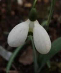 Galanthus 'Rainbow Yo-Yo'