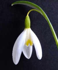 Galanthus 'Rainbow's End'