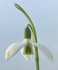 Galanthus elwesii 'Sweetheart'