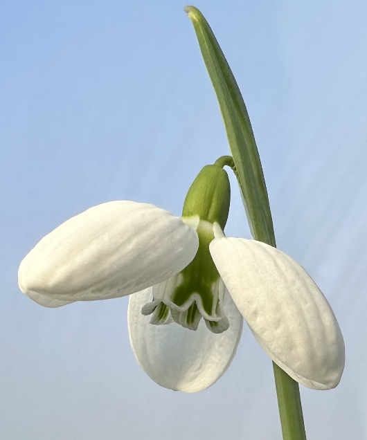 Galanthus plicatus 'Three Ships'